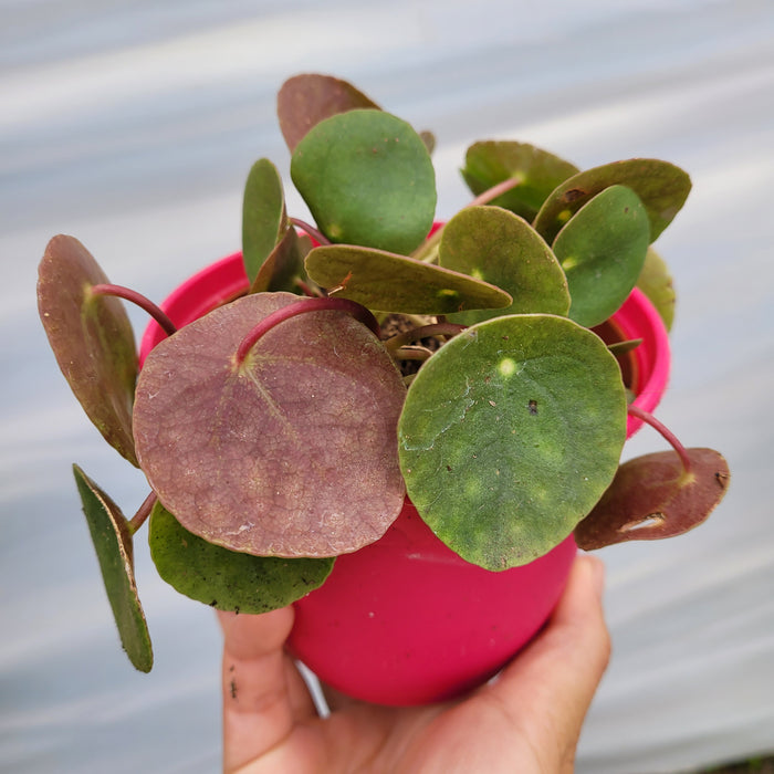 Pilea peperomioides in pink pot, round reddish leaves.