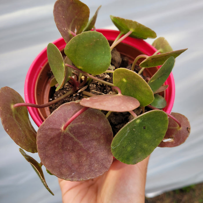Pilea peperomioides, coin-shaped leaves, potted houseplant.