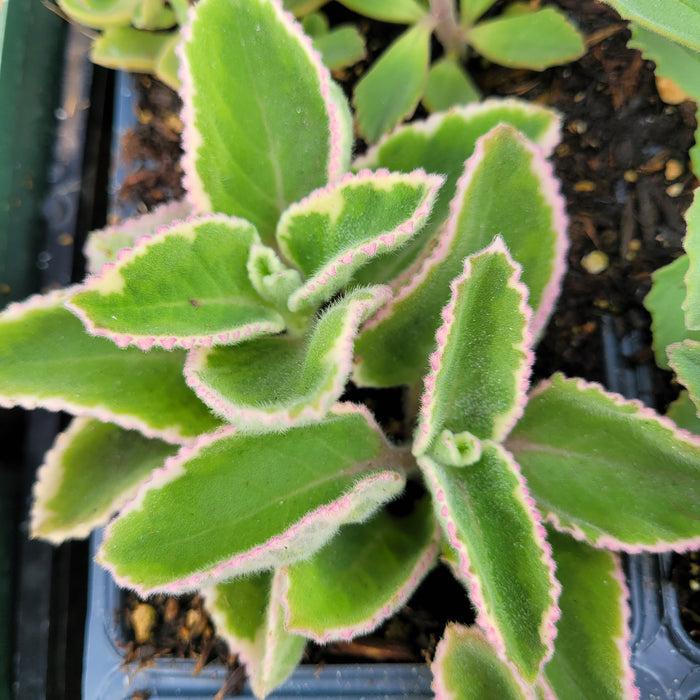 Plectranthus amboinicus Cuban Oregano, fuzzy green leaves, pink-edged.