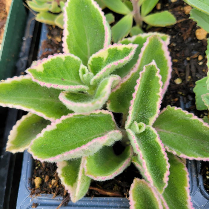 Plectranthus amboinicus succulent with pink-edged fuzzy leaves.