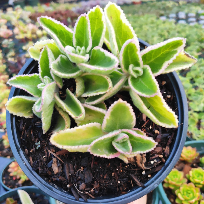 Plectranthus amboinicus Cuban Oregano, variegated leaves in rosette form.