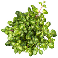 Plectranthus madagascariensis Lothlorien Hybrid Variegated Swedish Ivy plant.