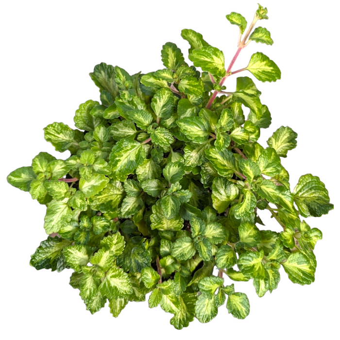 Plectranthus madagascariensis Lothlorien Hybrid Variegated Swedish Ivy plant.