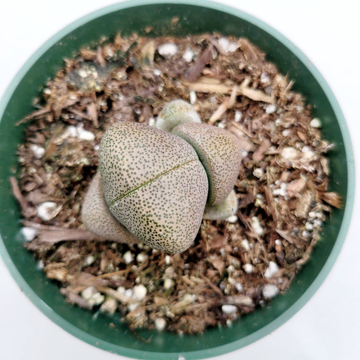 Pleiospilos nelii 'Split Rock' succulent, thick fused leaves.