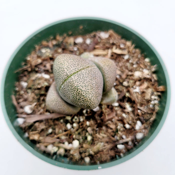 Pleiospilos nelii 'Split Rock' in nursery pot.