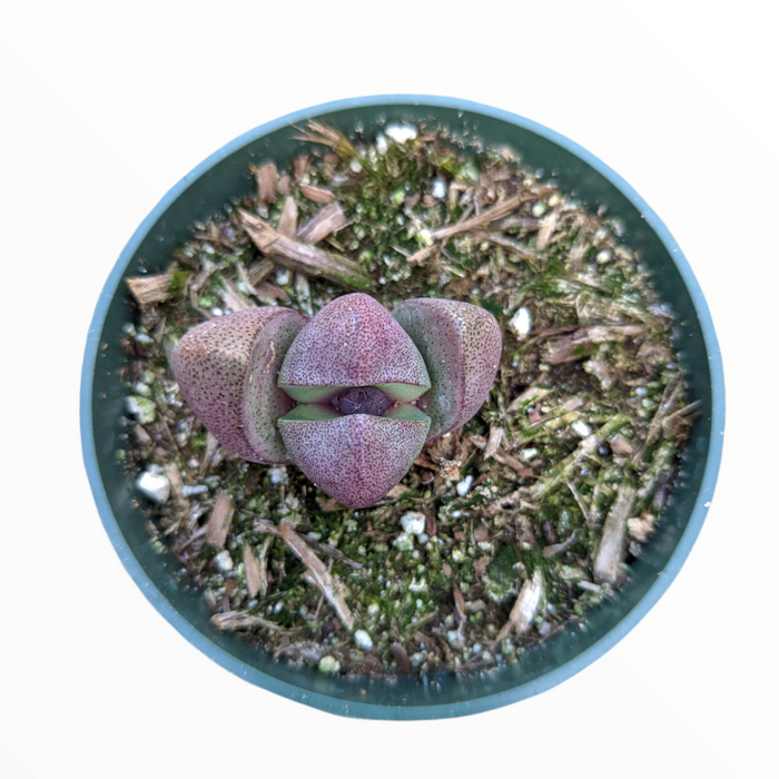 Pleiospilos nelii 'Split Rock' in nursery pot, purplish leaves.