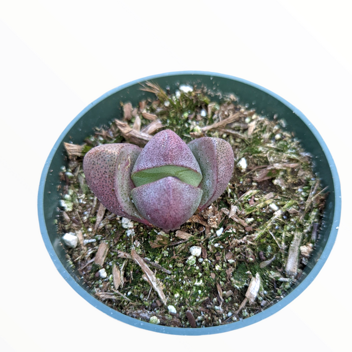 Pleiospilos nelii 'Split Rock' succulent in gritty soil mix.