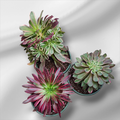 Premium Aeonium Trio #1 in plastic pots on gray surface.