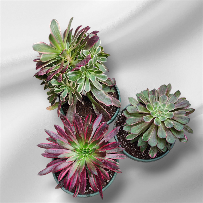 Premium Aeonium Trio #1 in plastic pots on gray surface.