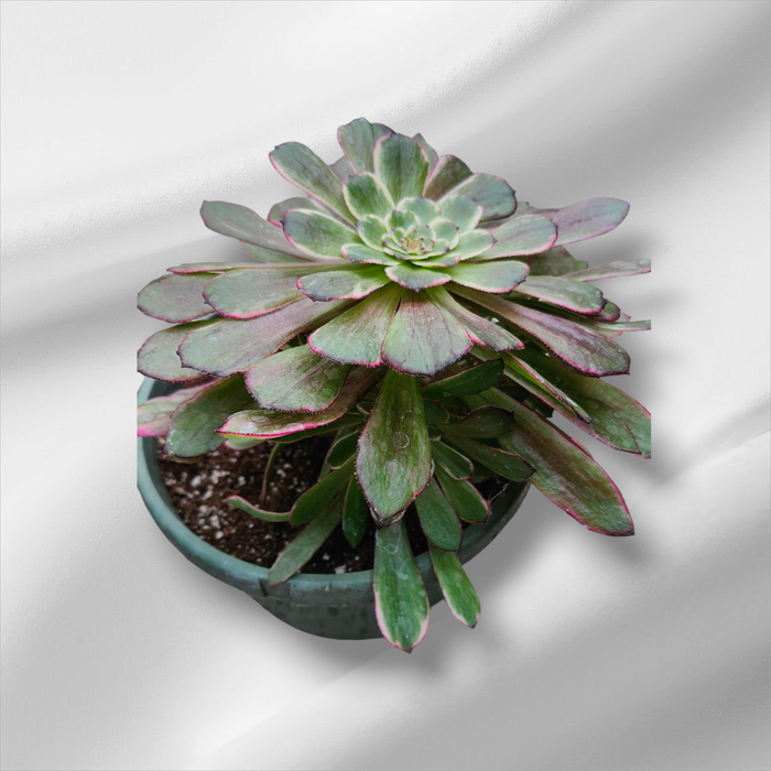 Premium Aeonium Trio #1: Potted succulent with spoon-shaped leaves.