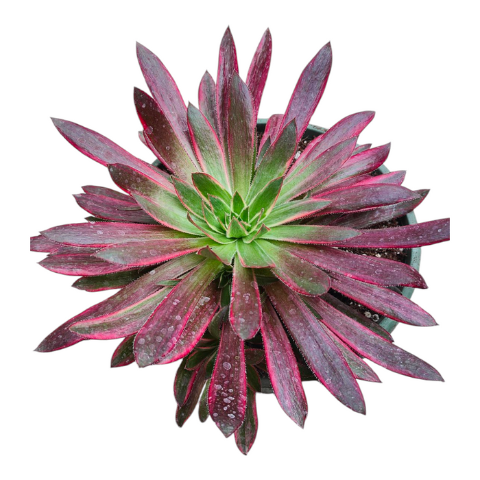 Premium Aeonium Trio #1: Top-down view of a potted succulent.
