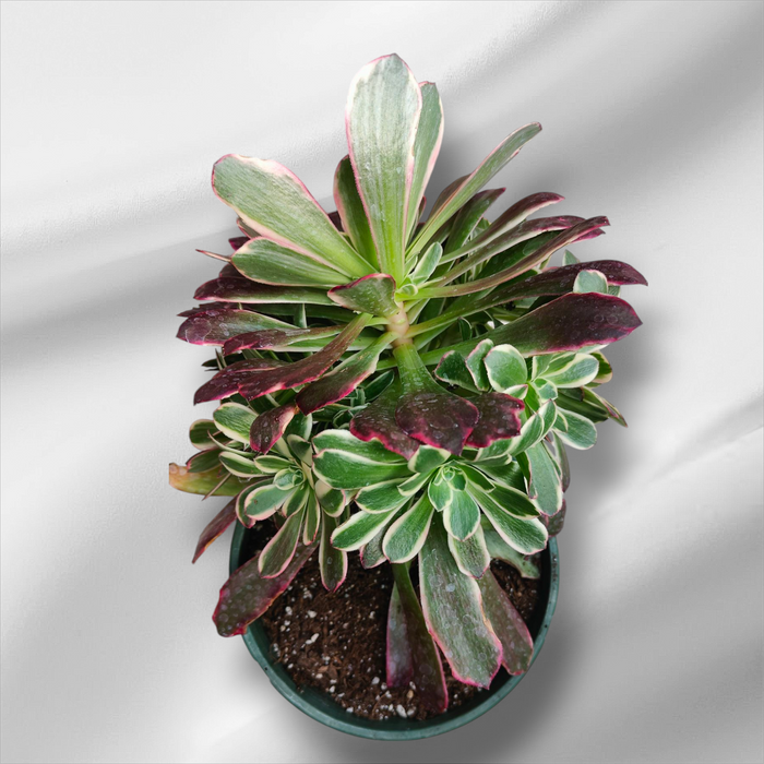 Premium Aeonium Trio #1 in a nursery pot.