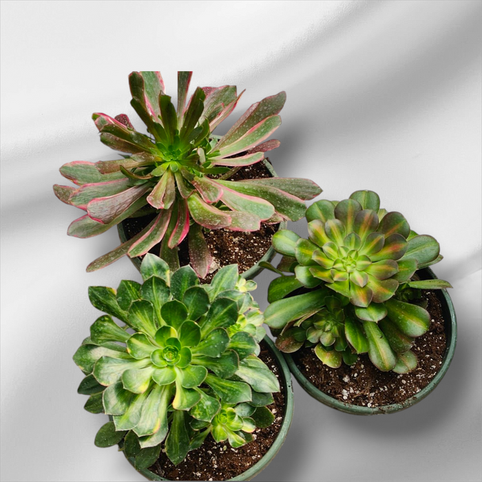 Premium Aeonium Trio #2 in green nursery pots.
