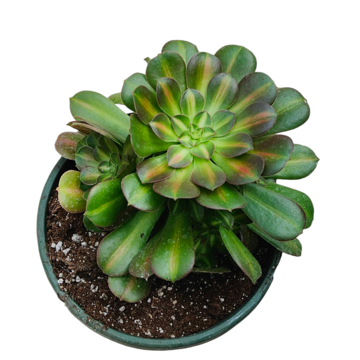 Premium Aeonium Trio #2 in green nursery pot.