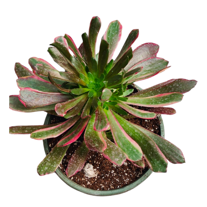 Premium Aeonium Trio #2 in round pot.
