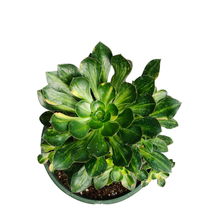 Premium Aeonium Trio #2: Fleshy green rosettes, potted succulent.