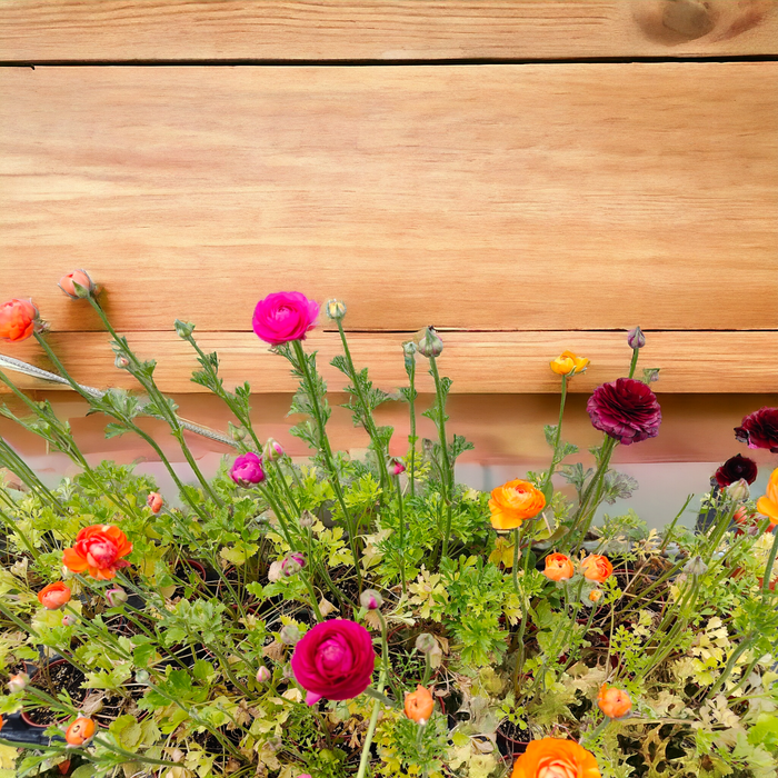 Ranunculus (Random Color Pick) blooms in front of wooden boards.
