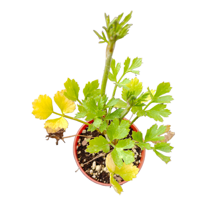 Ranunculus (Random Color Pick) in plastic pot, viewed from above.