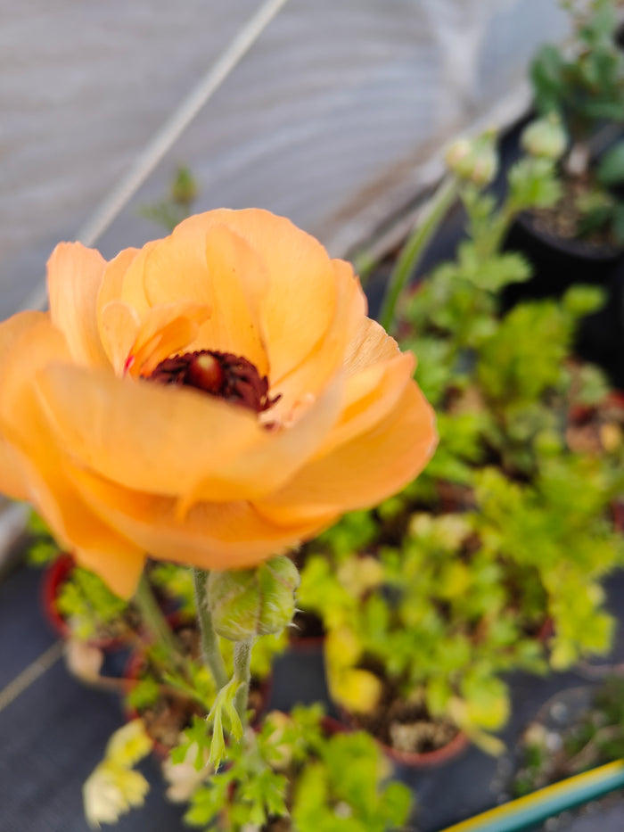 Ranunculus (Random Color Pick) in pot with fuzzy stem.