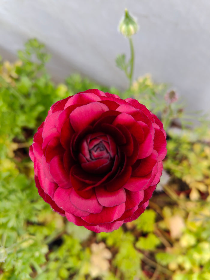 Ranunculus (Random Color Pick) in full bloom, top-down view.
