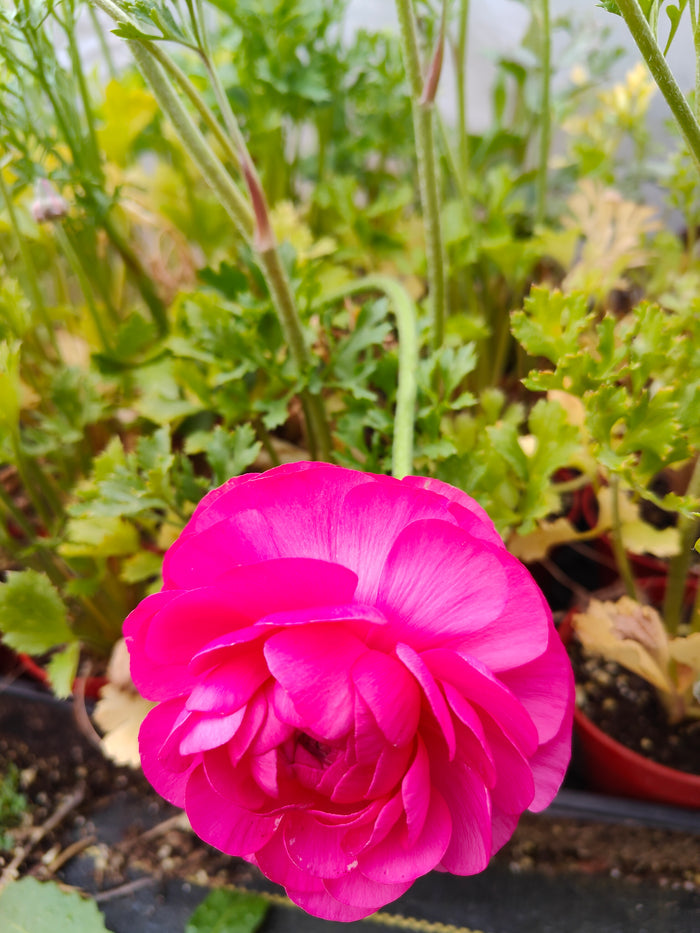 Ranunculus (Random Color Pick) in bloom, featuring layered petals.
