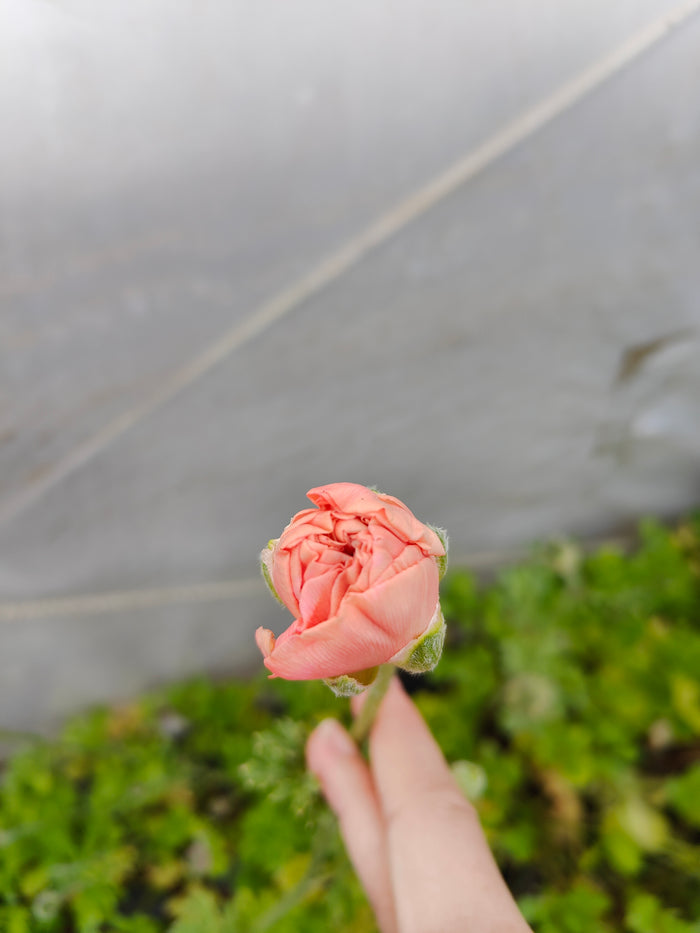 Ranunculus bud gently held, showcasing its delicate form.