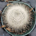 Rebutia Albipilosa Cactus in small nursery pot.