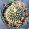Rebutia krainziana, potted cactus with spiral white spines.