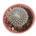 Rebutia Krainziana cactus in terracotta pot with white spines.
