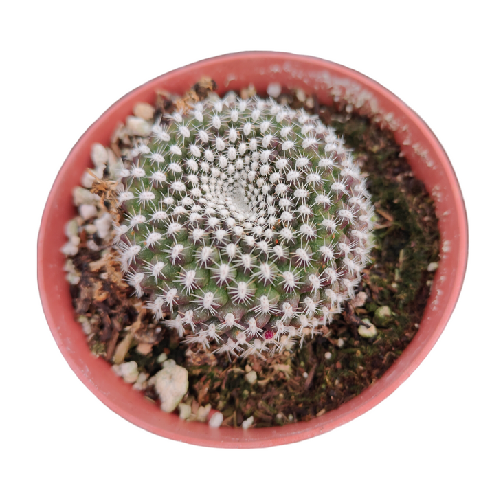Rebutia Krainziana cactus in terracotta pot with white spines.