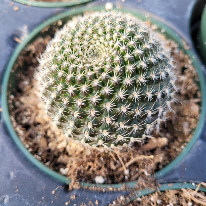 Rebutia krainziana cactus in small nursery pot.