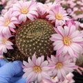 Rebutia narvaecensis Cactus with pink flowers in a pot.