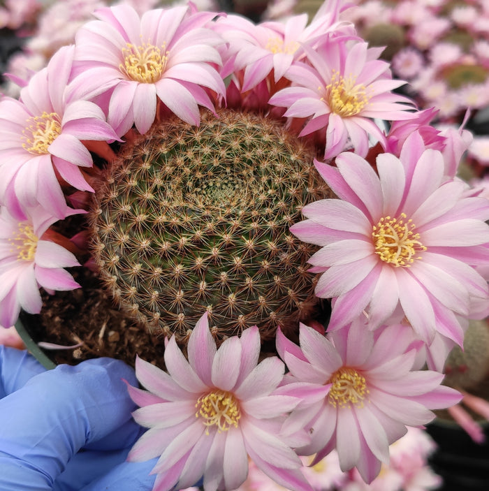 Rebutia narvaecensis Cactus with pink flowers in a pot.