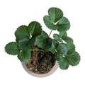 Red Strawberry Plant in a small pot with trifoliate leaves.