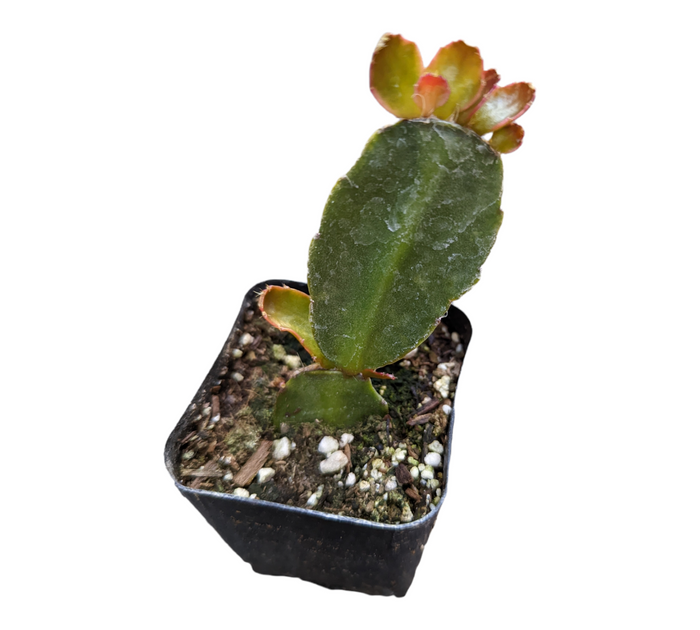Easter Cactus in gritty potting mix.