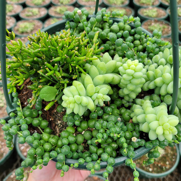Hanging pot with Rhipsalis Hatiora, String of Pearls, Donkey Tail.
