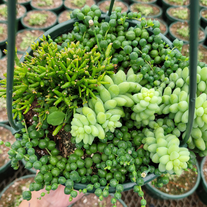 Mixed succulents: Rhipsalis, String of Pearls, Donkey Tail.