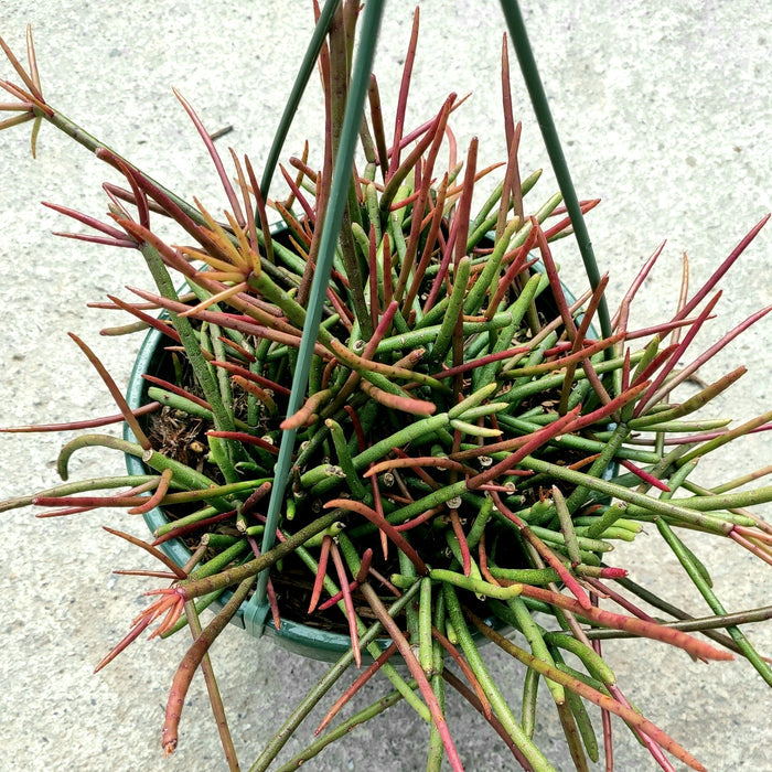 Rhipsalis quellebambensis in hanging pot with slender green stems.