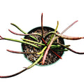 Rhipsalis quellebambensis spilling from green nursery pot.