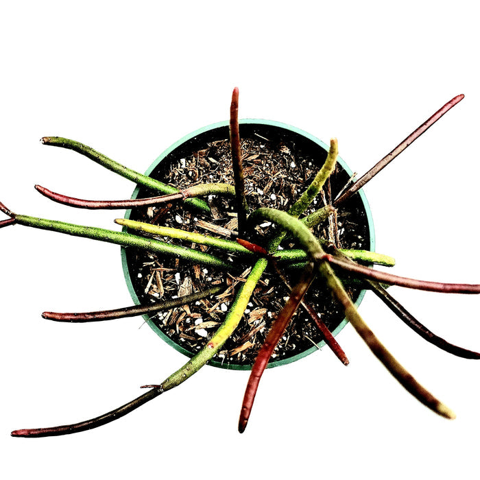 Rhipsalis quellebambensis succulent in round pot with green, red-tinted stems.