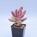 Pachysedum Ganzhou succulent in gloved hand.
