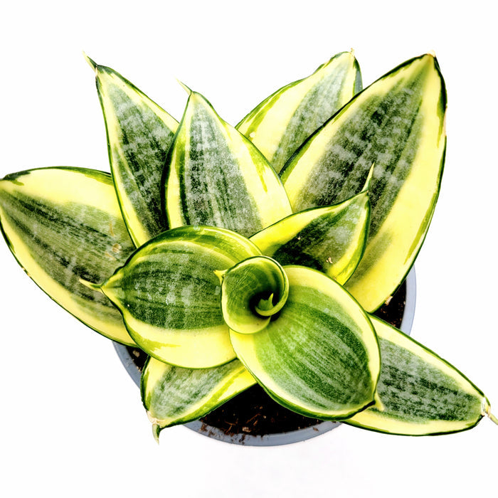 Sansevieria 'Snake Plant' with variegated rosette leaves.