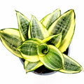 Sansevieria 'Snake Plant' with variegated rosette leaves.