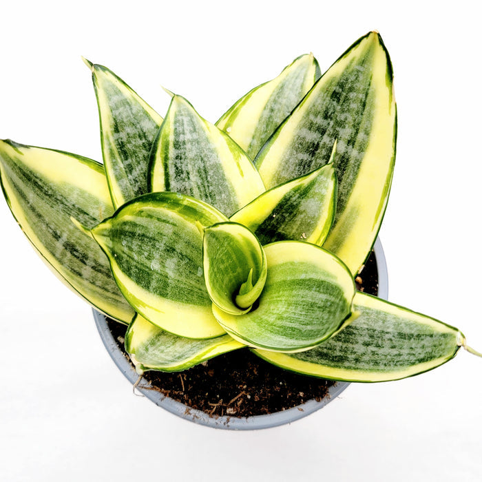 Sansevieria 'Snake Plant' with yellow-edged leaves in a rosette.