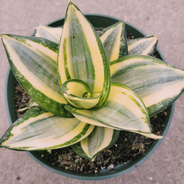 Variegated Sansevieria 'Snake Plant' in pot, striped leaves visible.