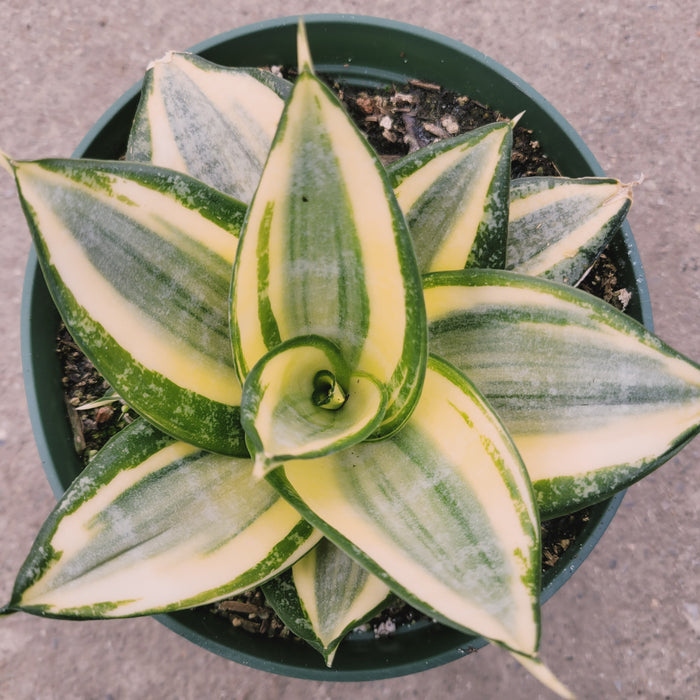 Sansevieria 'Snake Plant' with variegated leaves in rosette pattern.