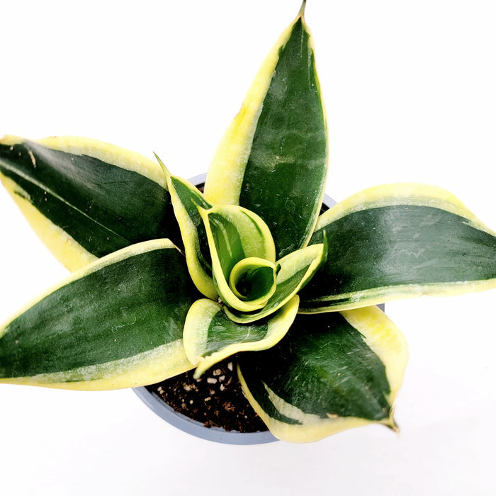 Sansevieria 'Snake Plant' with yellow-edged leaves in rosette.