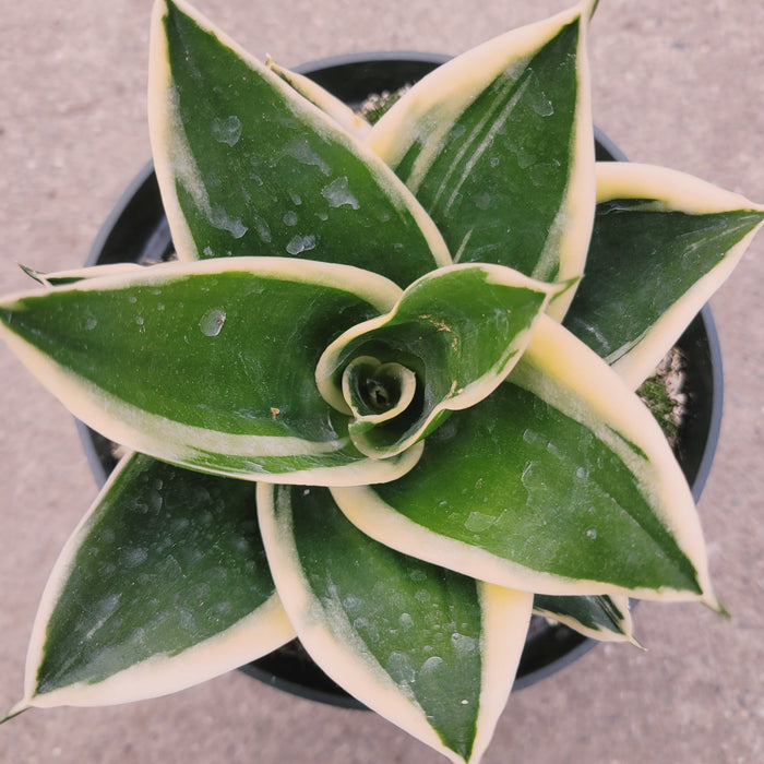 Sansevieria 'Snake Plant' with variegated lance-shaped leaves.