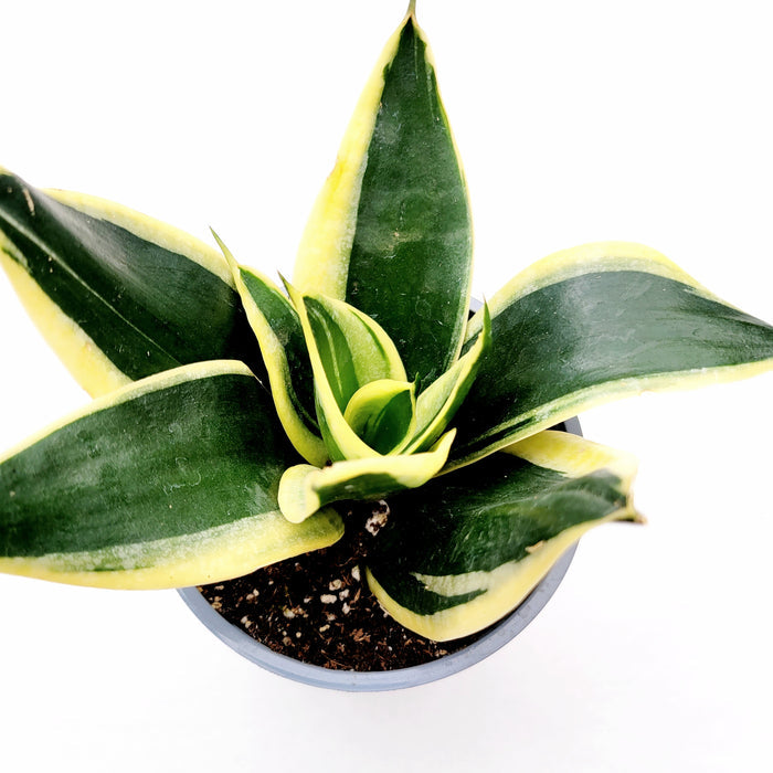 Sansevieria 'Snake Plant' in a pot, variegated leaves.