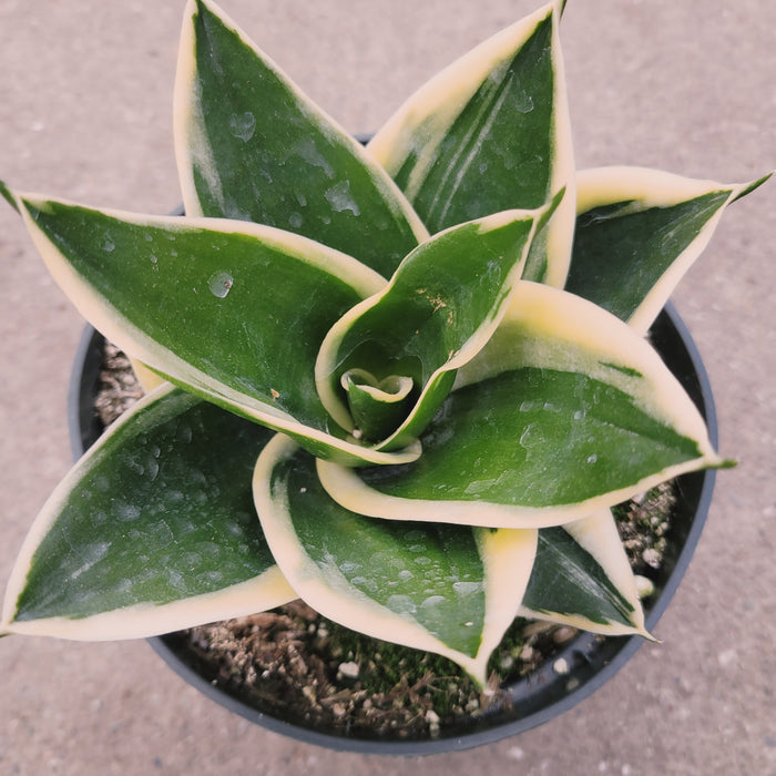 Variegated Sansevieria 'Snake Plant' with creamy-edged leaves in pot.